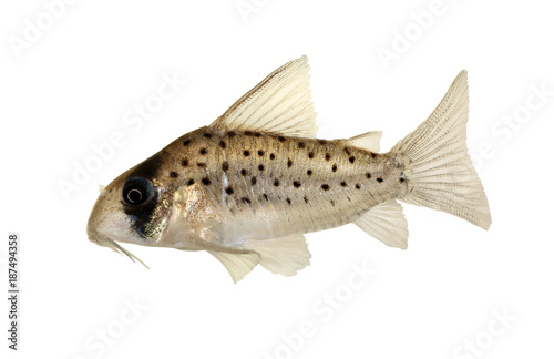 Photography Fairy Cory Dotted cory Corydoras atropersonatus aquarium fish