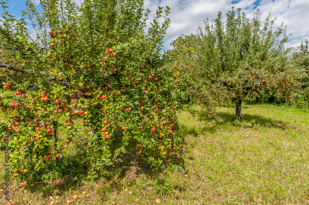 Wiese mit Apfelbäumen
