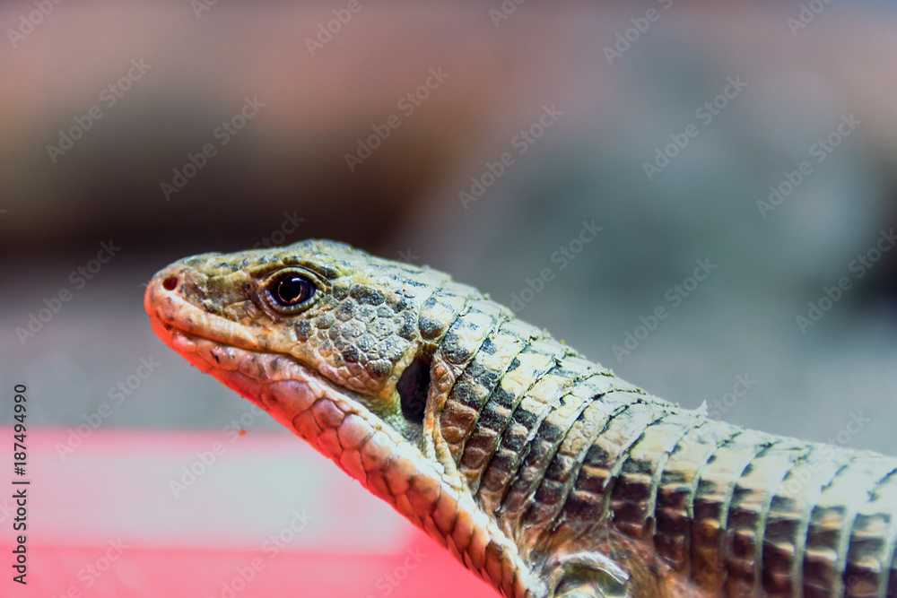 Naklejka premium Wild animal, reptile, gray green iguana crawls along the tree