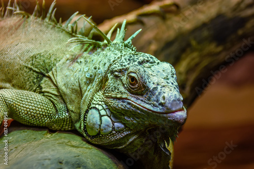 Wild animal  reptile  gray green iguana crawls along the tree