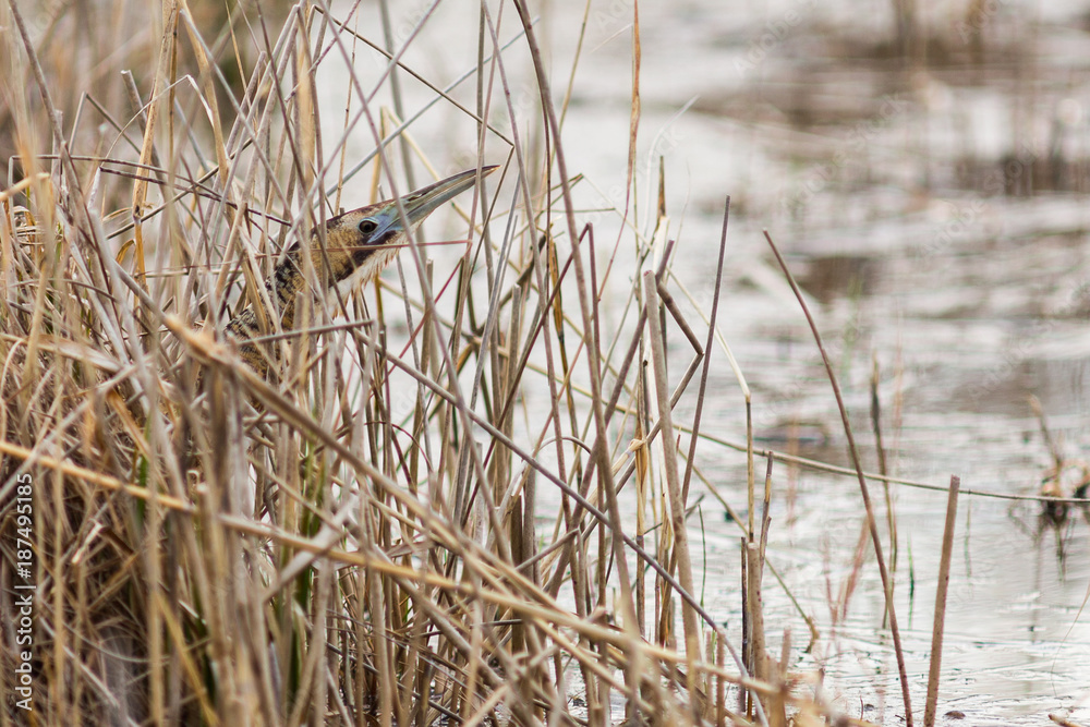 Naklejka premium Un butor étoilé dans les roseaux