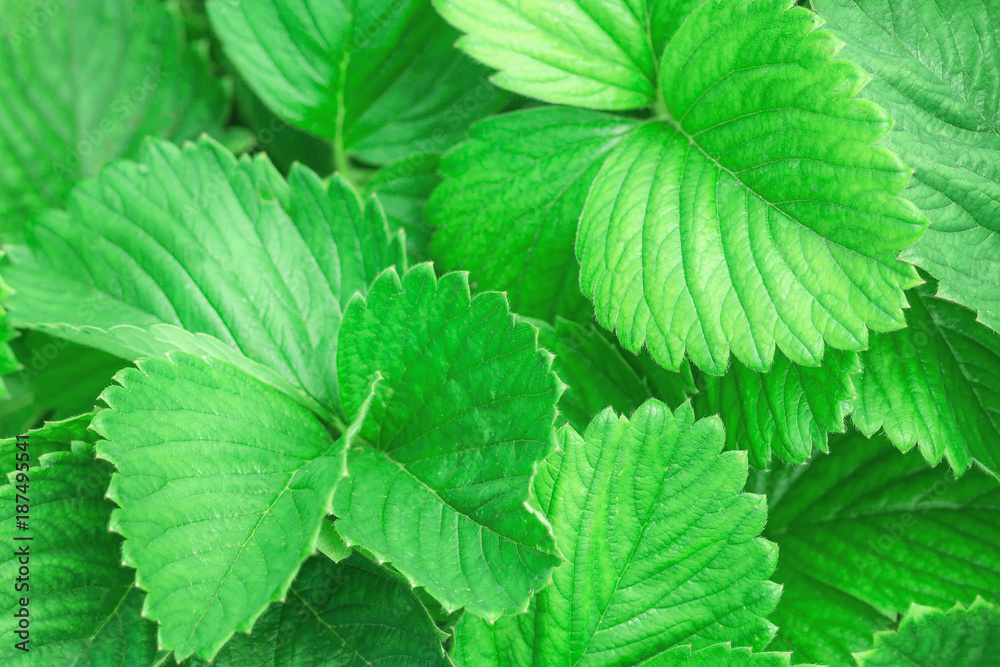 Green leaves of strawberry. Spring texture Green leaves of strawberry. Spring texture