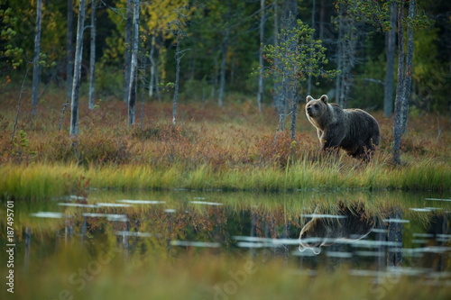 Ursus arctos. The brown bear is the largest predator in Europe. He lives in Europe  Asia and North America. Wildlife of Finland. Photographed in Finland-Karelia. Beautiful picture. From the life of th