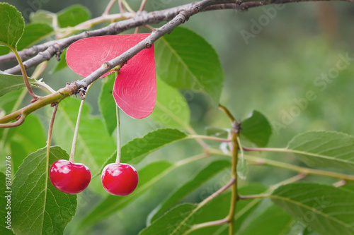 Two fresh cherries on a branch with a red heart