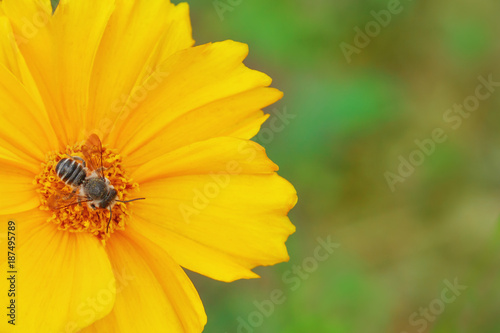 Striped insect on a yellow flower. Green background