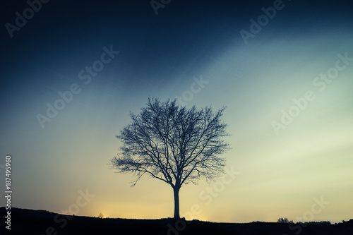 Fotografie Un arbre solitaire de nuit et en pose longue