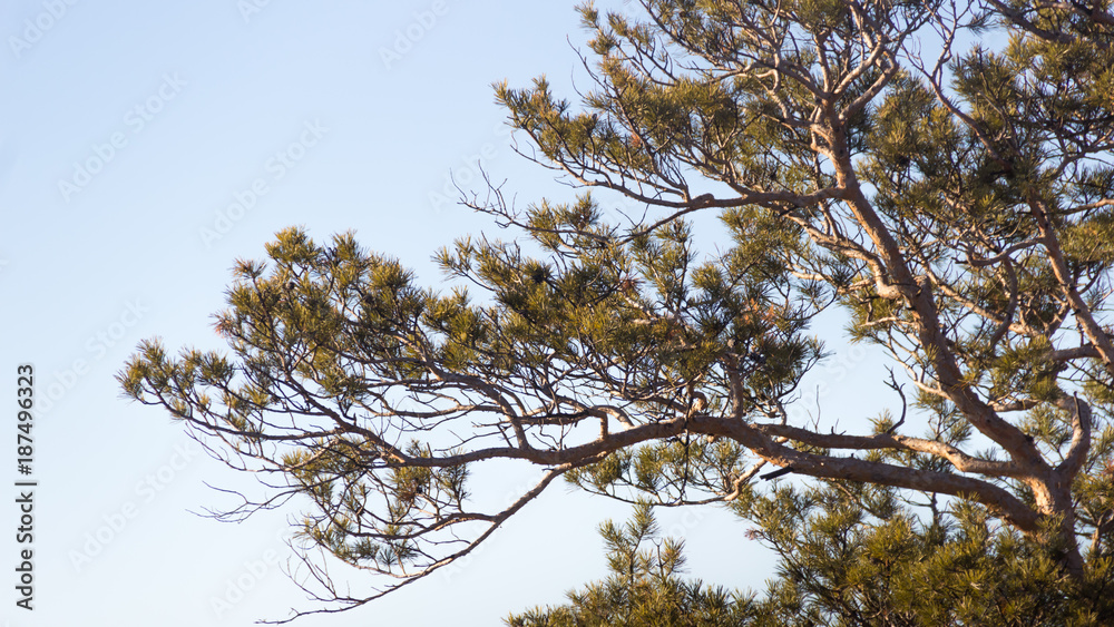 Pines in the forest and sunlight. Mountain trees Pines in the forest and sunlight. Mountain trees