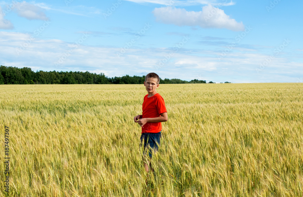 The boy walks through the field, where wheat ears grow The boy walks through the field, where wheat ears grow