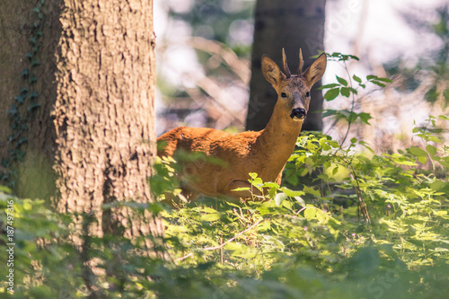 Chevreuil mâle, brocard, dans la forêt.