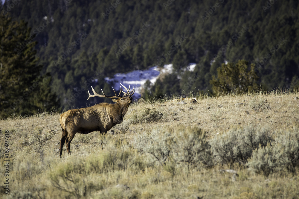 Fototapeta premium Bugling Elk