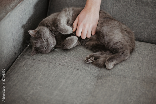Fototapeta Naklejka Na Ścianę i Meble -  
Chartreux Katze liegt auf dem Sofa