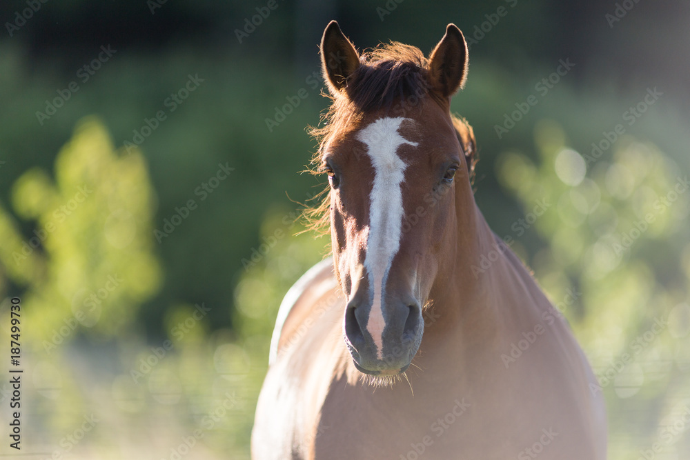 Obraz premium Portrait d'un cheval