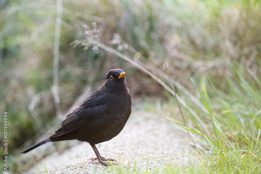 European common blackbird bathing in a puddle of water European common blackbird bathing in a puddle of water