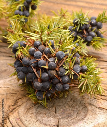 Juniper berries on a wooden background