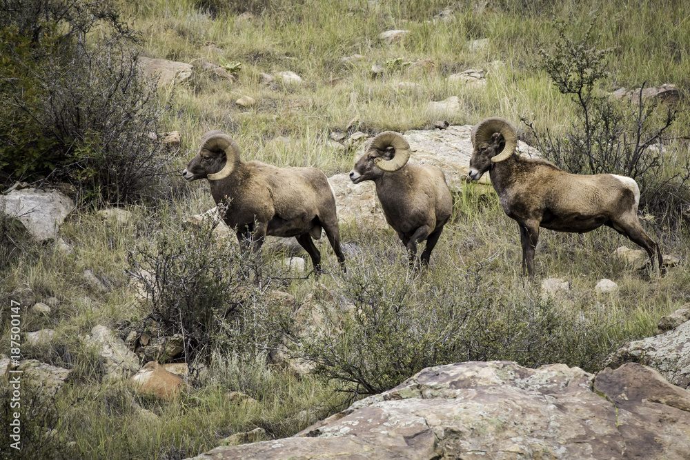 Fototapeta premium Big Horn Sheep