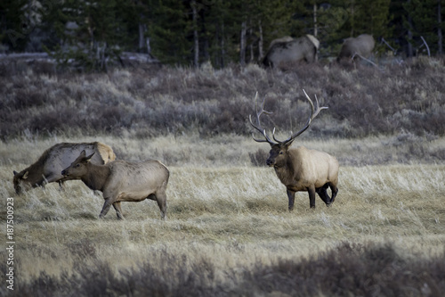 Elk in field