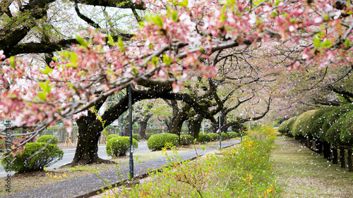 Photography cherry blossom snow