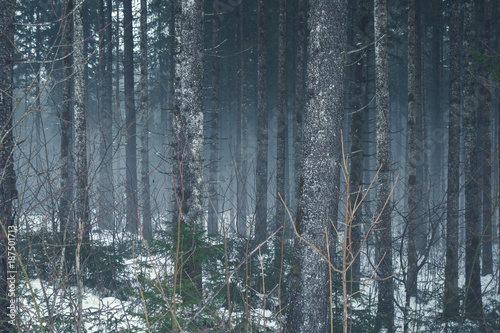 Dark winter misty forest 