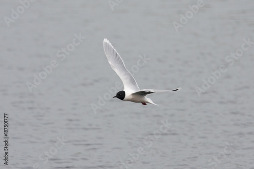 Little gull flying above water. Cute small black-headed rare waterbird. Bird in wildlife.