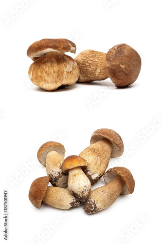 forest mushrooms isolated on white background
