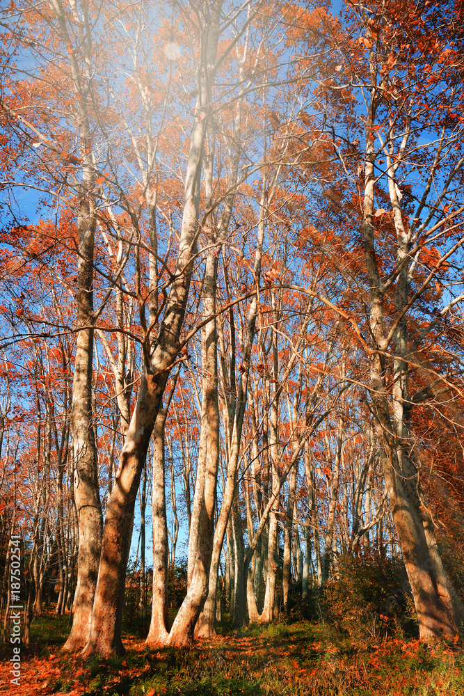 Fototapeta premium Autumn forest background. Natural environment.