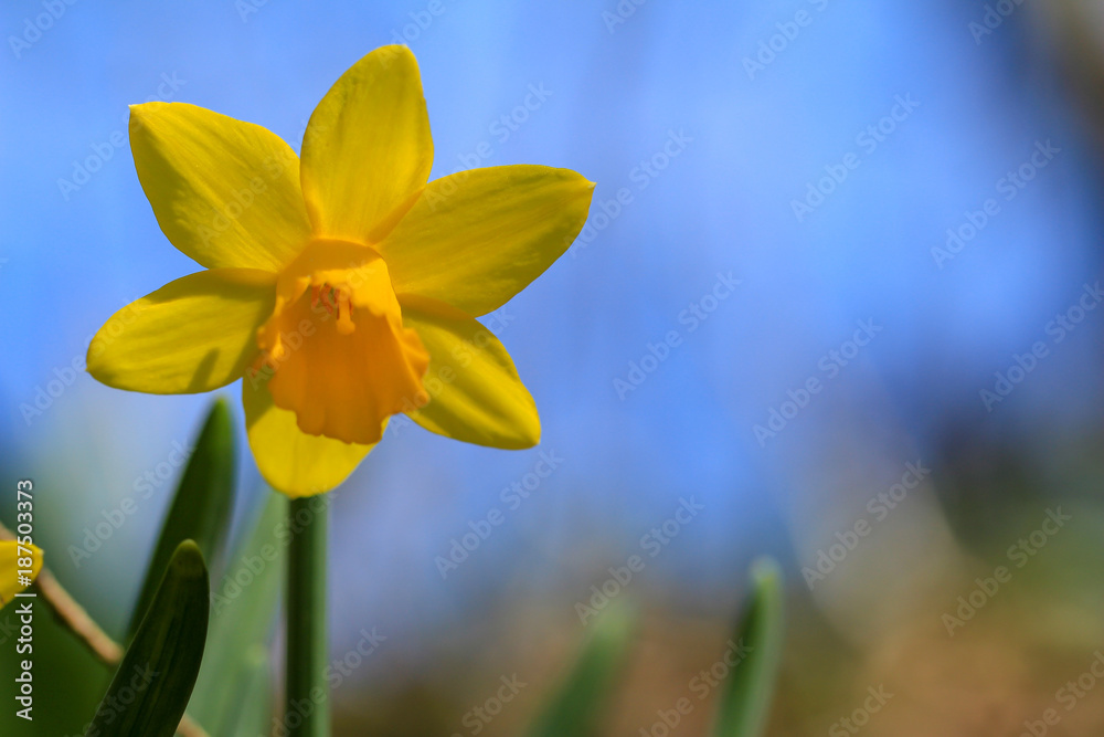 Einzelne Osterglockenblüte mit blauem Himmel Einzelne Osterglockenblüte mit blauem Himmel