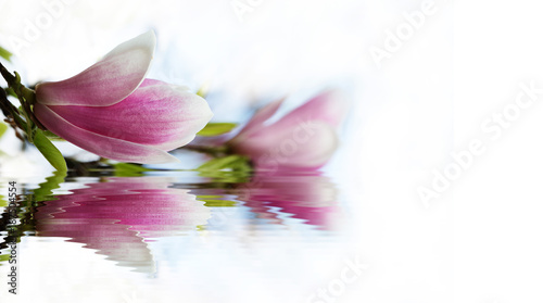 blue sky magnolia flowers look like pink and white Chinese lanterns with reflection in water