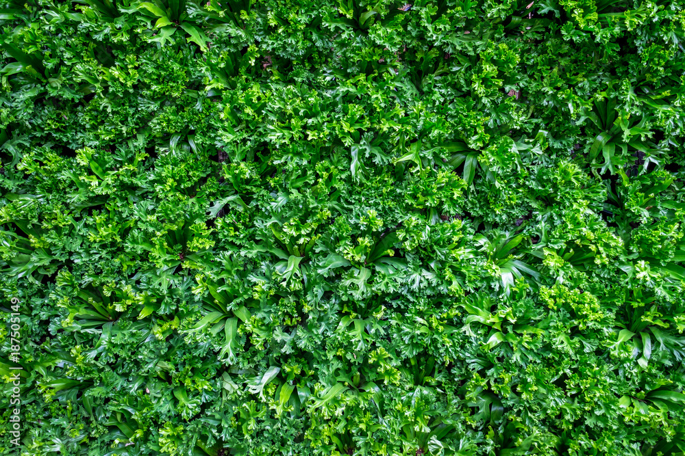 Spring scenes of green fern in the garden with abstract green soft nature background and wallpaper Spring scenes of green fern in the garden with abstract green soft nature background and wallpaper