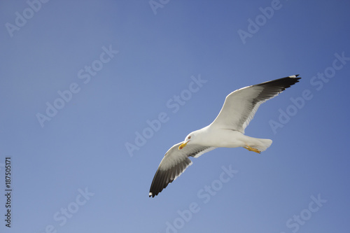 flying bird seagull in the sky © ax_tanyatanya