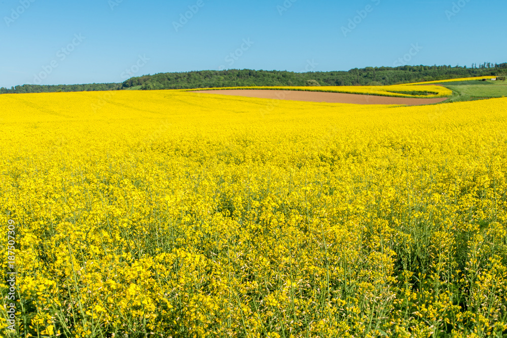 Blühendes Rapsfeld