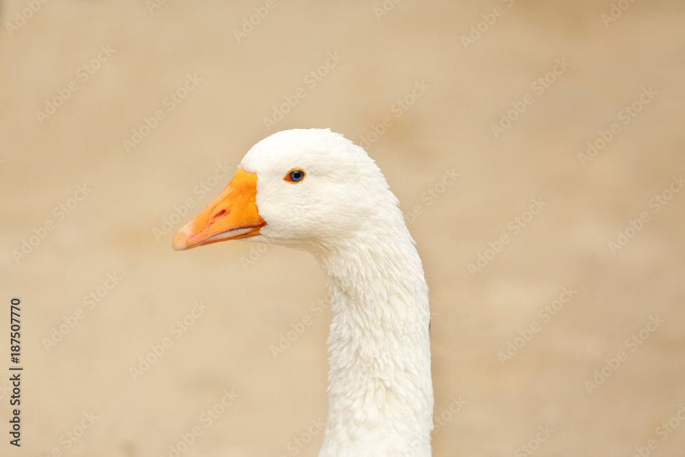 Cute white goose on blurred background, closeup Cute white goose on blurred background, closeup