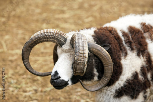 Fényképezés Cute Jacob sheep in farm yard