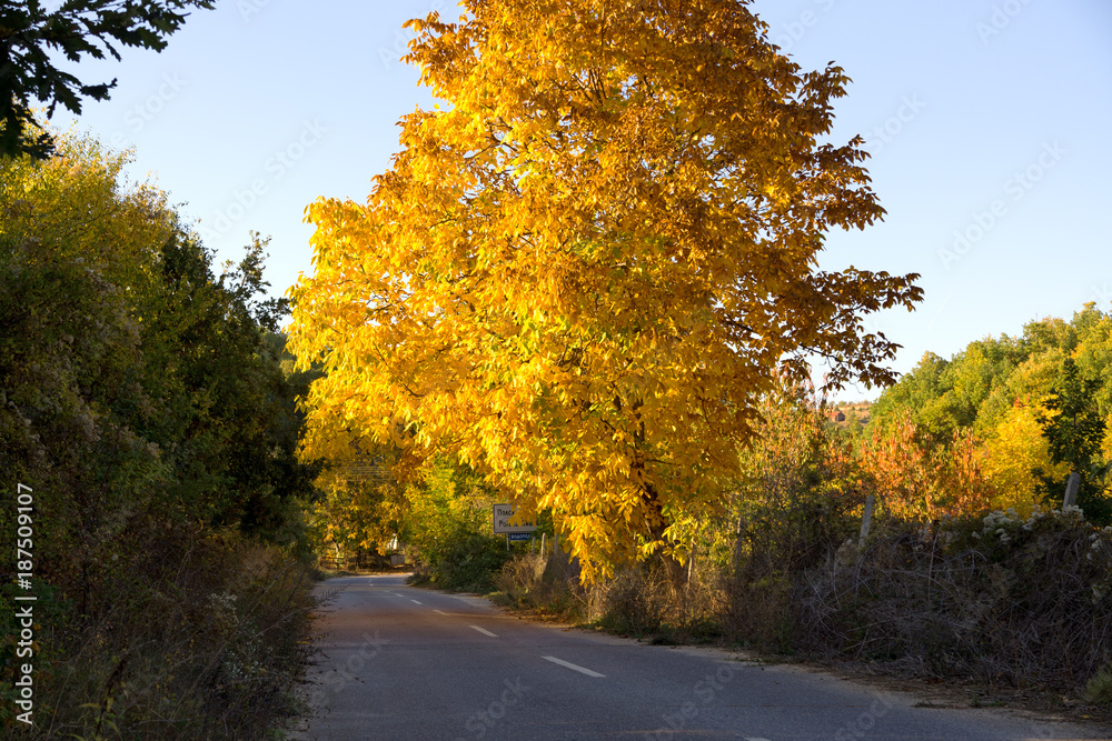 Naklejka premium Autumn
