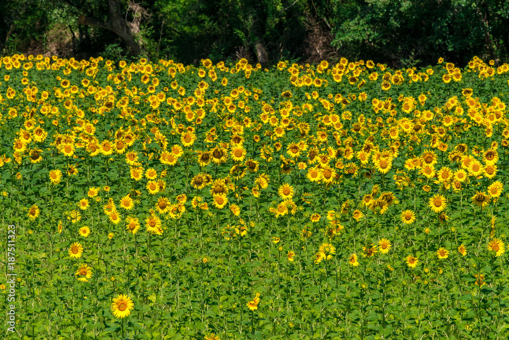 Obraz premium Sonnenblumenfeld