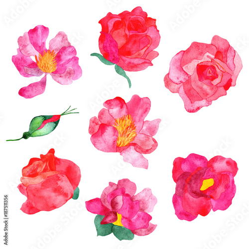 Passionate red and pink flowers on the white background  isolated.