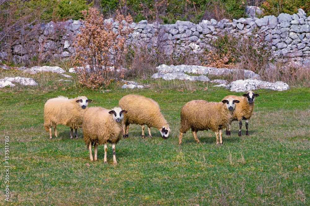 Five sheeps in the pasture in the autumn day. Bosnia and Herzegovina Five sheeps in the pasture in the autumn day. Bosnia and Herzegovina