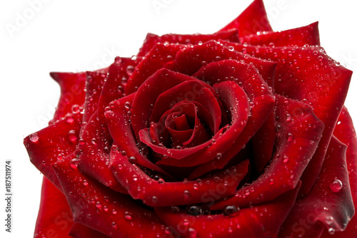 red rose with water drops