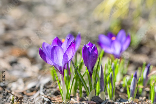 Beautiful violet crocuses flowers. Early spring close-up flowers with bright sunlight.  © Marek Walica