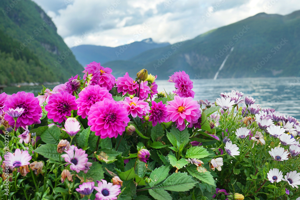 Colorful flowers in bloom on mountains background