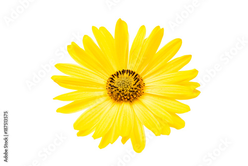 yellow daisy isolated