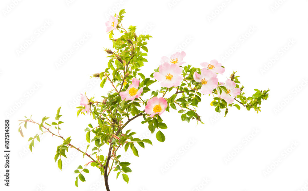 rosehip branch with flowers isolated