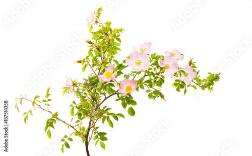 rosehip branch with flowers isolated