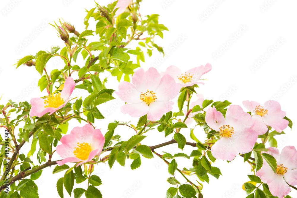 rosehip branch with flowers isolated