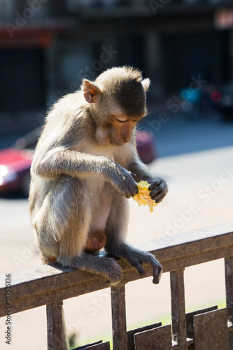 Monkeys in the city , Lopburi , Thailand. © Adul
