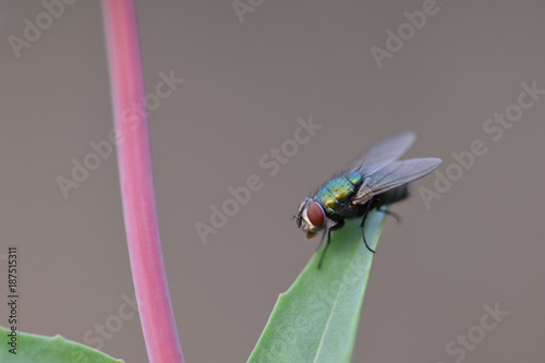 Green Fly photo