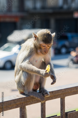Monkeys in the city , Lopburi , Thailand. © Adul