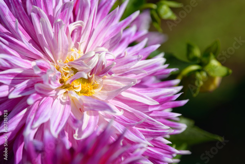Fototapeta Naklejka Na Ścianę i Meble -  Dahlia white, yellow and purple flower. Field of beautiful blooming pink dahlia flowers. Dahlias growing in the garden.