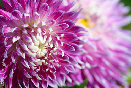 Fototapeta Naklejka Na Ścianę i Meble -  Dahlia white, yellow and purple flower. Field of beautiful blooming pink dahlia flowers. Dahlias growing in the garden.