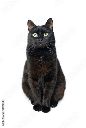 Black cat is sitting on a white background