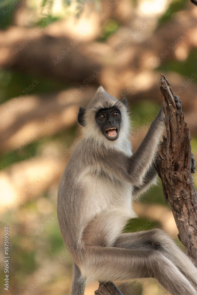 Fototapeta premium Top monkeys 